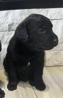 BOSS, a male Cane Corso for sale in Kansas City, MO – Photo 3 of 5