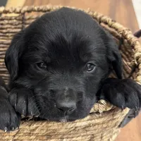 Leo, a male Cane Corso for sale in Kansas City, MO – Photo 5 of 5