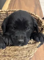 BOSS, a male Cane Corso for sale in Kansas City, MO – Photo 5 of 5