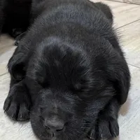 Leo, a male Cane Corso for sale in Kansas City, MO – Photo 2 of 5