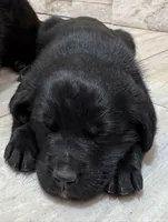 BOSS, a male Cane Corso for sale in Kansas City, MO – Photo 2 of 5
