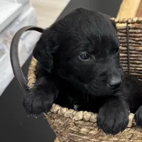 Leo, a male Cane Corso for sale in Kansas City, MO – Photo 1 of 5