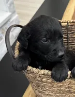 BOSS, a male Cane Corso for sale in Kansas City, MO – Photo 1 of 5