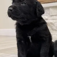 Leo, a male Cane Corso for sale in Kansas City, MO – Photo 4 of 5
