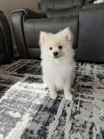 Bruno, a male Pomeranian for sale in Sacramento, CA – 2 of 3