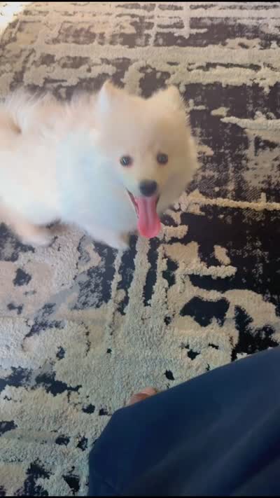 Bruno, a male Pomeranian for sale in Sacramento, CA – 3 of 3
