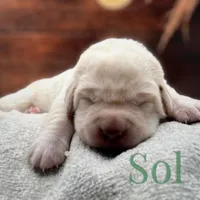 Equinox, a male Labrador Retriever for sale in Jetersville, VA – Photo 2 of 5