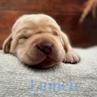 Equinox, a male Labrador Retriever for sale in Jetersville, VA – Photo 1 of 5