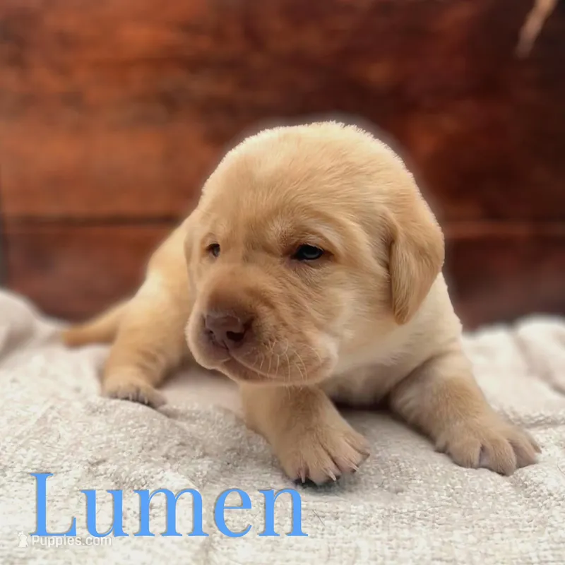 Lumen – Labrador Retriever puppy for sale in Jetersville, VA
