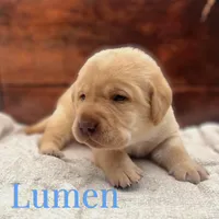 Lumen, a male Labrador Retriever for sale in Jetersville, VA – Photo 1 of 2