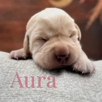 Equinox, a male Labrador Retriever for sale in Jetersville, VA – Photo 5 of 5