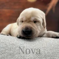 Equinox, a male Labrador Retriever for sale in Jetersville, VA – Photo 4 of 5