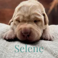 Equinox, a male Labrador Retriever for sale in Jetersville, VA – Photo 3 of 5