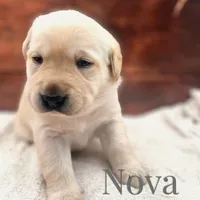 Nova, a female Labrador Retriever for sale in Jetersville, VA – Photo 1 of 2