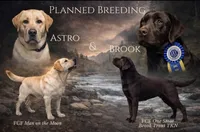 Nova, a female Labrador Retriever for sale in Jetersville, VA – Photo 2 of 2