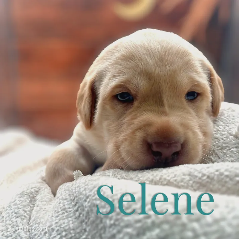 Selene – Labrador Retriever puppy for sale in Jetersville, VA