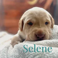 Selene, a female Labrador Retriever for sale in Jetersville, VA – Photo 1 of 2