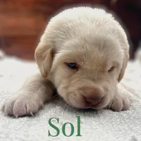 Sol, a male Labrador Retriever for sale in Jetersville, VA – Photo 1 of 2