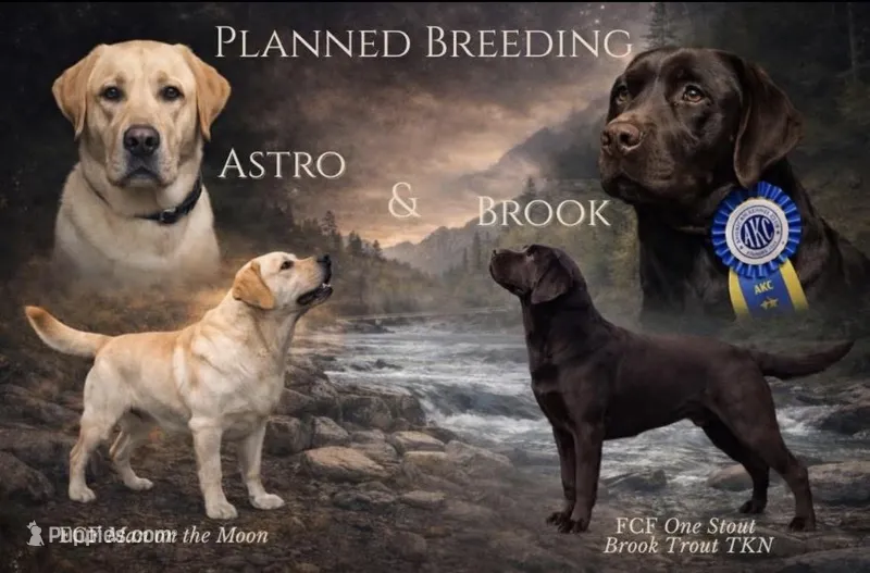 Aura – Labrador Retriever puppy on hold in Jetersville, VA