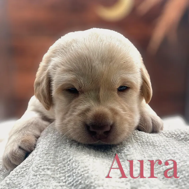 Aura – Labrador Retriever puppy for sale in Jetersville, VA