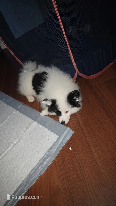 Dice  – Pomsky puppy for sale in Indianapolis, IN