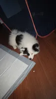 Dice , a male Pomsky for sale in Indianapolis, IN – 1 of 2