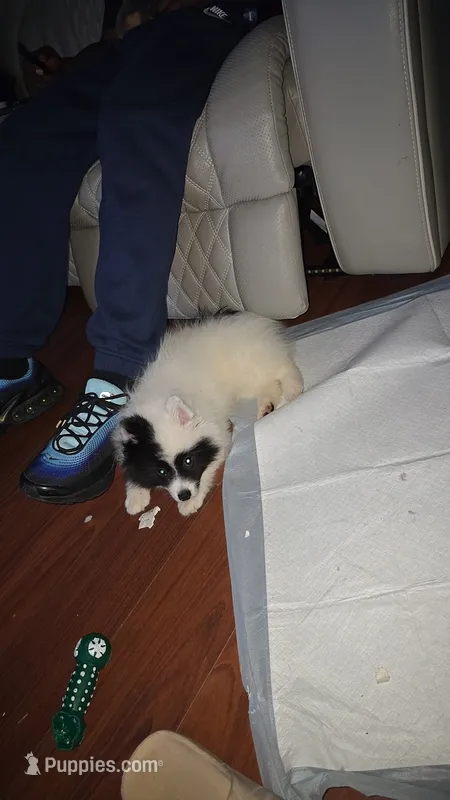Domino  – Pomsky puppy for sale in Indianapolis, IN