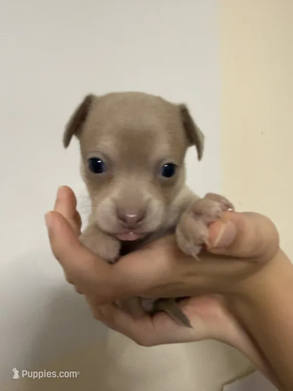 Gray – Chihuahua puppy for sale in Marietta, GA