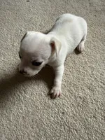 Snow , a male Chihuahua for sale in Marietta, GA – 3 of 5