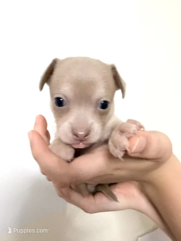 Gray – Chihuahua puppy for sale in Marietta, GA