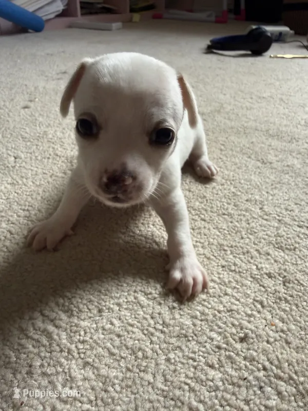 Snow  – Chihuahua puppy for sale in Marietta, GA