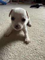 Snow , a male Chihuahua for sale in Marietta, GA – 1 of 5