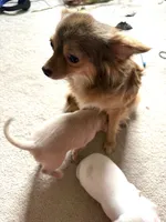 Gray, a male Chihuahua for sale in Marietta, GA – 4 of 5