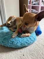 Snow , a male Chihuahua for sale in Marietta, GA – 4 of 5