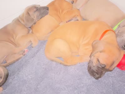 Orange , a male Great Dane for sale in Deland, FL – 3 of 3