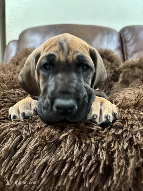 Orange  – Great Dane puppy for sale in Deland, FL