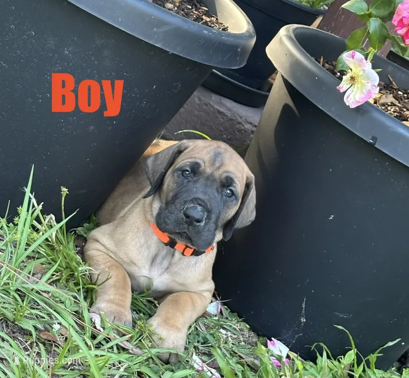 Orange  – Great Dane puppy for sale in Deland, FL