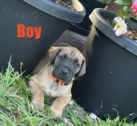 Orange , a male Great Dane for sale in Deland, FL – 1 of 3