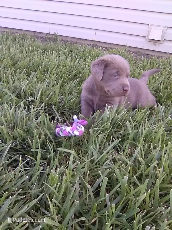 Silver Girl – Labrador Retriever puppy for sale in Ottawa, KS