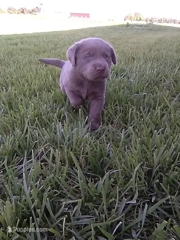Silver Boy – Labrador Retriever puppy for sale in Ottawa, KS
