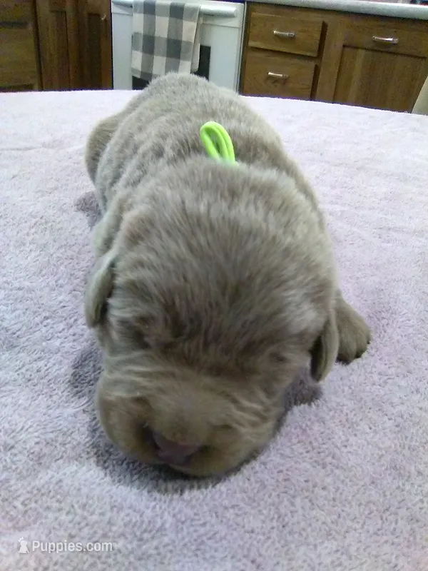 Silver Boy – Labrador Retriever puppy for sale in Ottawa, KS