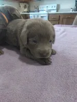 Silver Girl, a female Labrador Retriever for sale in Ottawa, KS – 2 of 4