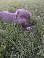 Silver Lucy, a female Labrador Retriever for sale in Ottawa, KS – 2 of 4