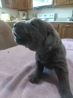 Charcoal Guy, a male Labrador Retriever for sale in Ottawa, KS – 2 of 4