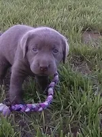 Silver Remy, a male Labrador Retriever for sale in Ottawa, KS – 2 of 4