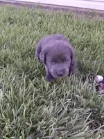 Charcoal Lilly, a female Labrador Retriever for sale in Ottawa, KS – 2 of 4