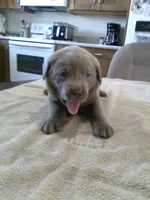 Ruger Silver, a male Labrador Retriever for sale in Ottawa, KS – Photo 2 of 4