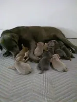 Ruger Silver, a male Labrador Retriever for sale in Ottawa, KS – Photo 3 of 4