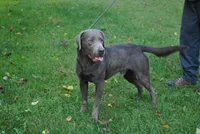 Silver Girl, a female Labrador Retriever for sale in Ottawa, KS – 4 of 4