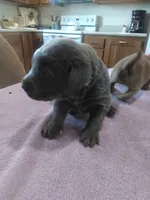 Charcoal Gal, a female Labrador Retriever for sale in Ottawa, KS – 2 of 4